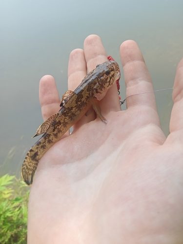 Floating goby (Gymnogobius urotaenia) — Gobiidae — 4