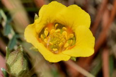 Potentilla candicans