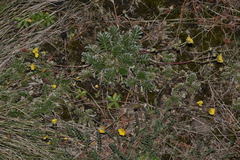 Potentilla candicans