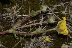 Potentilla candicans