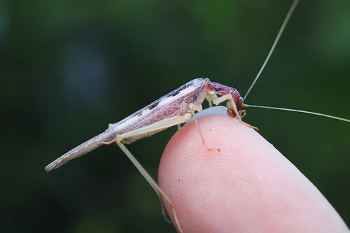 Photo of Two-spotted Tree Cricket (Neoxabea bipunctata)