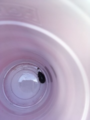 Pycnoscelus surinamensis