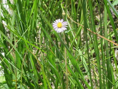 Symphyotrichum spathulatum