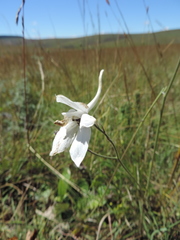 Delphinium leroyi image