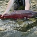 Chinook Salmon - Photo (c) LJBRION, some rights reserved (CC BY-NC), uploaded by LJBRION