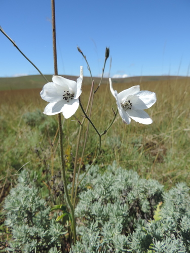 Delphinium leroyi
