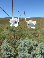 Delphinium leroyi image