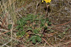 Potentilla ranunculoides