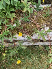 Potentilla anglica
