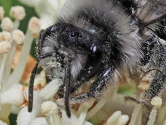 Andrena cineraria