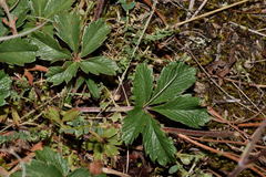 Potentilla ranunculoides