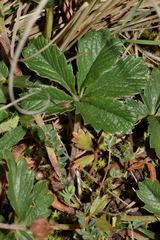 Potentilla ranunculoides