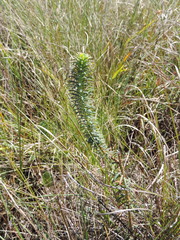 Euphorbia cyparissioides
