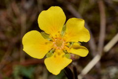 Potentilla ranunculoides
