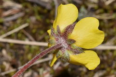 Potentilla ranunculoides