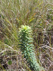 Euphorbia cyparissioides