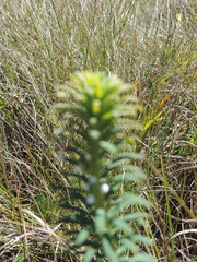 Euphorbia cyparissioides