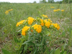 Lithospermum canescens