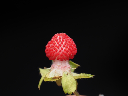 Lesser Mock-strawberry