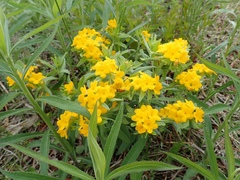 Lithospermum canescens