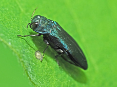 Agrilus cyanescens