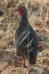 Pternistis swainsonii swainsonii