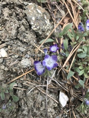 Phacelia curvipes
