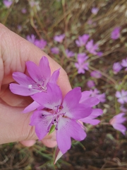 Clarkia biloba
