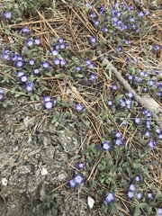 Phacelia curvipes