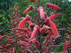 Aloe transvaalensis image