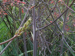 Aloe transvaalensis image