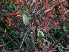 Aloe transvaalensis image