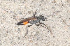 Podalonia tydei suspiciosa