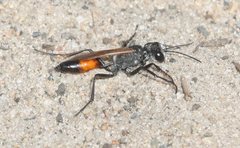 Podalonia tydei suspiciosa