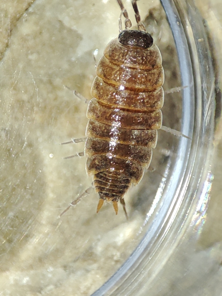 Porcellionides aternanus