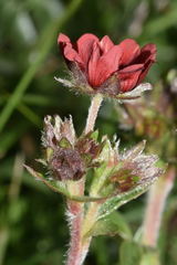 Potentilla rubra