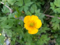 Ranunculus repens