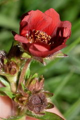Potentilla rubra