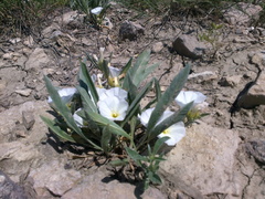 Convolvulus lineatus