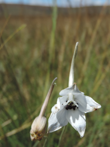 Delphinium leroyi