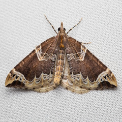 Eulithis xylina