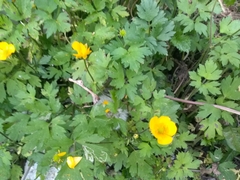 Ranunculus repens