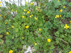 Ranunculus repens