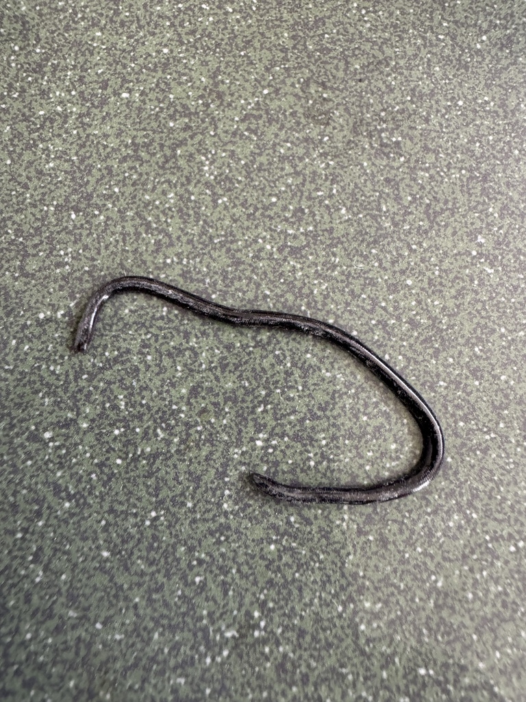 Thomas' Worm Snake