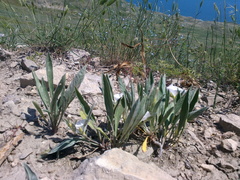 Convolvulus lineatus