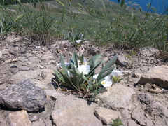 Convolvulus lineatus