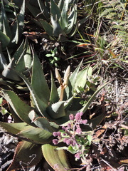 Aloe chabaudii
