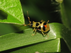 Cerotoma ruficollis