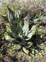 Aloe chabaudii