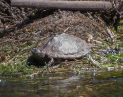Graptemys ouachitensis